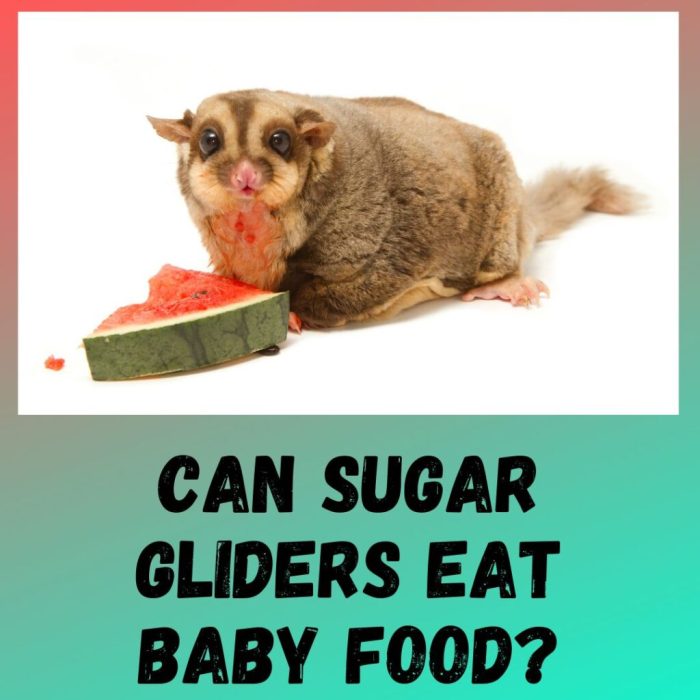 Can sugar gliders eat peanuts