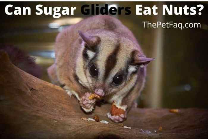 Can sugar gliders eat peanuts