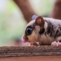 Sugar gliders eat unsafe foods safe