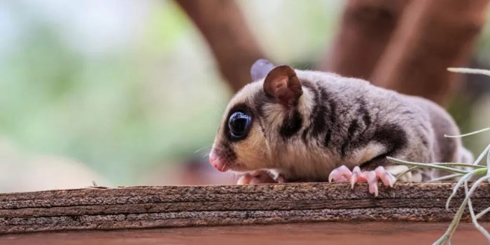 Sugar gliders eat unsafe foods safe