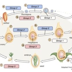 The properties of life mastering biology