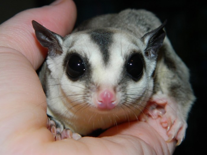 Can sugar gliders eat peanuts