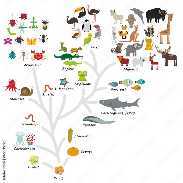 Select the correct statement about the evolution of animals.