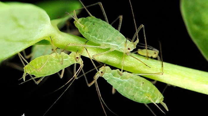 Aphids photosynthesize insects