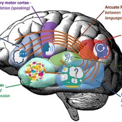 Unable to understand written words not aphasia