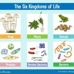 Kingdoms classification game life match mix taxonomy animal science biology concepts card review teacherspayteachers