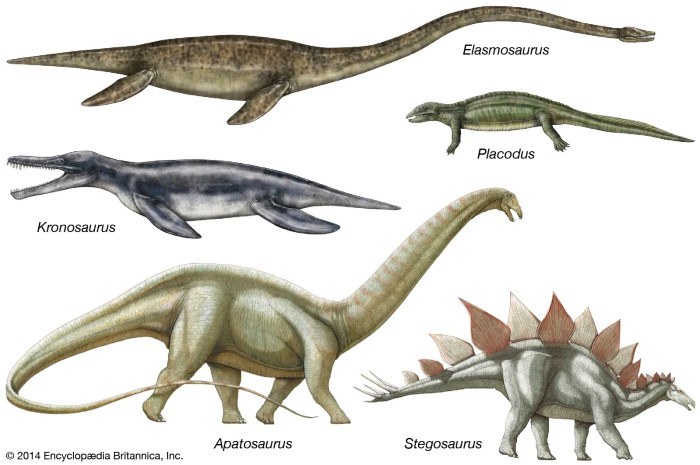 Select the correct statement about the evolution of animals.